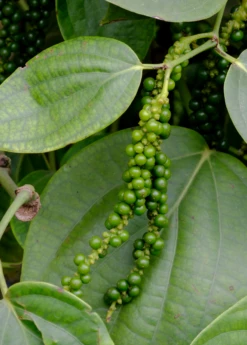 Black Pepper Vine (Piper Nigrum) -Plant related-Sow Exotic black pepper 1 1610px X 2250px