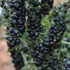 Black Goji Berry (Lycium Ruthenicum) -Plant related-Sow Exotic blackgojiberryplantforsalesowexoticnurseryharvestingtealeavescameliasinensis 1