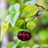 Grafted Black Surinam Cherry (Eugenia Uniflora) -Plant related-Sow Exotic blacksurinamcherrysowexoticplantnursery