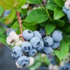 Blueberry 'Sunshine Blue' (Vaccinium Corymbosum) -Plant related-Sow Exotic blueberry 1 1610px X 2250px