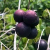 Blue Grape (Myrciaria Vexator) -Plant related-Sow Exotic bluegrape MyrciariavexatorMcVaugh