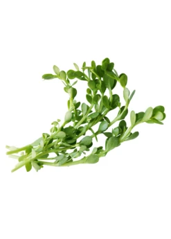 Brahmi (Bacopa Monnieri) -Plant related-Sow Exotic brahmi leaves on a white background