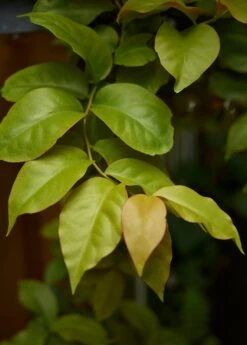 Barbados Gooseberry (Pereskia Aculeata) -Plant related-Sow Exotic branch of Pereskia aculeata mill