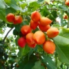Peanut Butter Fruit (Bunchosia Argentea) -Plant related-Sow Exotic bunchosiaargenteapeanutbutterfruittreeforsalesowexotic