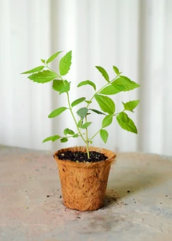 Calea Dream Herb (Calea Zacatechichi)