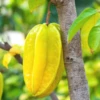Star Fruit 'Kari' (Averrhoa Carambola) 2 Star Fruit 'Kari' (Averrhoa Carambola) -Plant related-Sow Exotic carambolastartfruitsowexoticplantNursery 1
