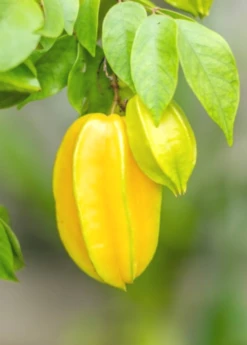 Star Fruit 'Kajang' (Averrhoa Carambola) -Plant related-Sow Exotic carambolastartfruitsowexoticplantNursery 3 654ea20f 4495 499e b92b 58454b8998c8