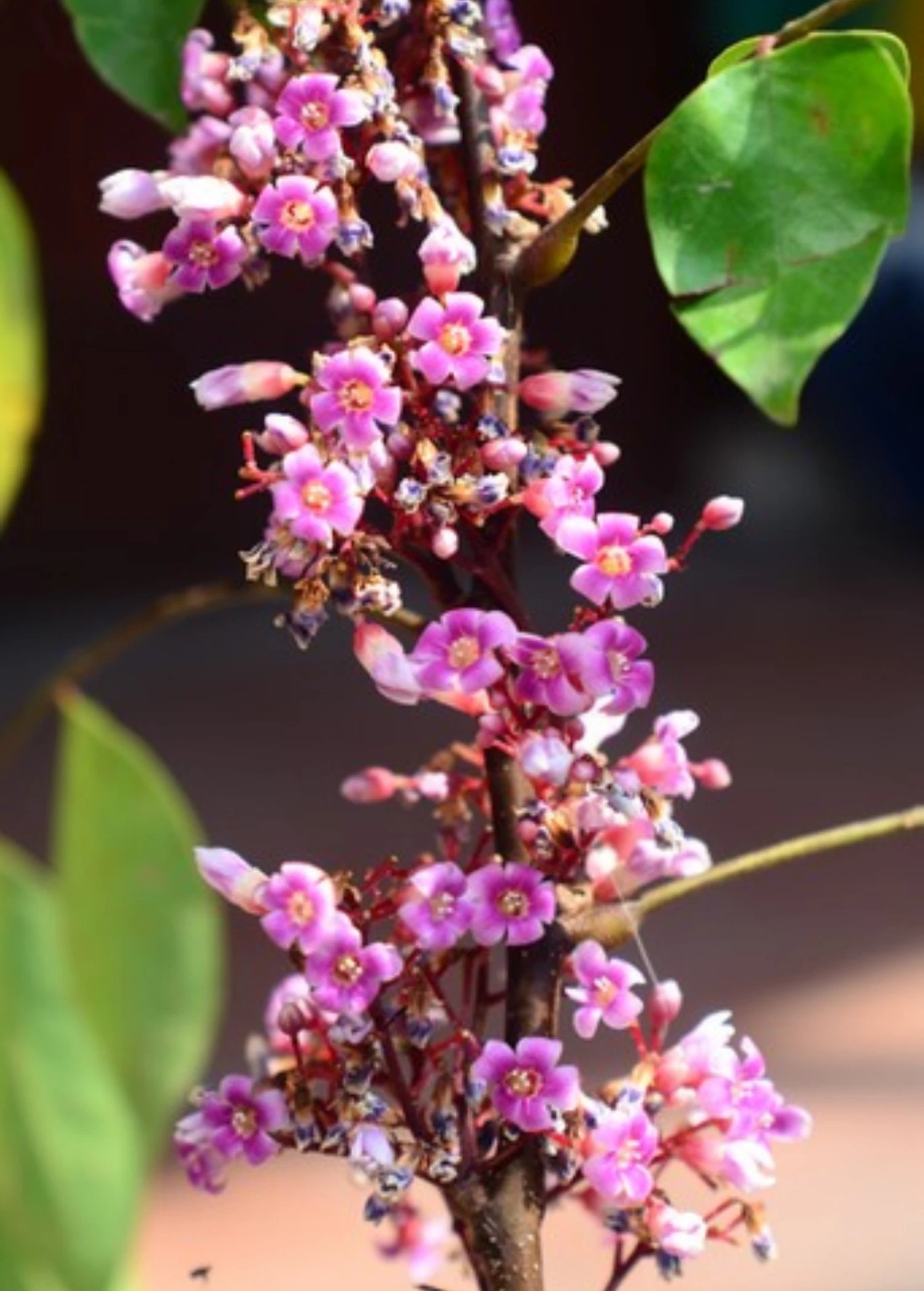 Star Fruit 'Fwang Tung' (Averrhoa Carambola) 4 Star Fruit 'Fwang Tung' (Averrhoa Carambola) - Image 2
