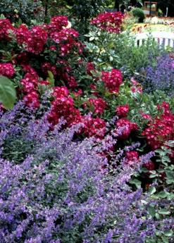 Catnip (Nepeta Cataria) 16 Catnip (Nepeta Cataria) -Plant related-Sow Exotic catnipcatmint Nepetacataria sowexotic 1