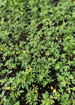 Chipilín (Crotalaria Longirostrata) -Plant related-Sow Exotic chipilinsowexotic 4