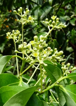 Cinnamon (Cinnamomum Verum) -Plant related-Sow Exotic cinnamon flower buds 1610px X 2250px