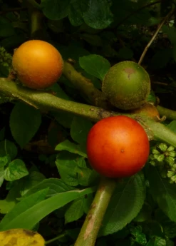Cocona (Solanum Sessiliflorum) 7 Cocona (Solanum Sessiliflorum) -Plant related-Sow Exotic cocona fruit