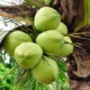 Coconut Palm Tree (Cocos Nucifera) -Plant related-Sow Exotic coconutpalmfruittreeforsalesowexotic 1