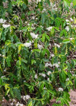 Coffee (Coffea Arabica) -Plant related-Sow Exotic coffeearabica