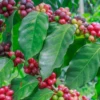 Coffee (Coffea Liberica) -Plant related-Sow Exotic coffeelibericacoffeeplantsforsalesowexotic 1