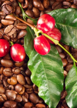 Coffee (Coffea Arabica) -Plant related-Sow Exotic coffeeplantsowexotic