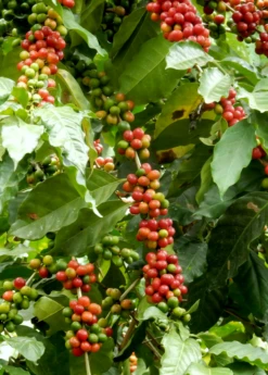 Coffee (Coffea Arabica) -Plant related-Sow Exotic coffeeplantsowexotic 2