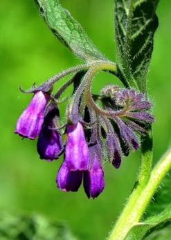 Comfrey (Symphytum Uplandicum) -Plant related-Sow Exotic comfrey flower buds 1610px X 2250px