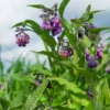 Comfrey (Symphytum Uplandicum) -Plant related-Sow Exotic comfrey sow exotic
