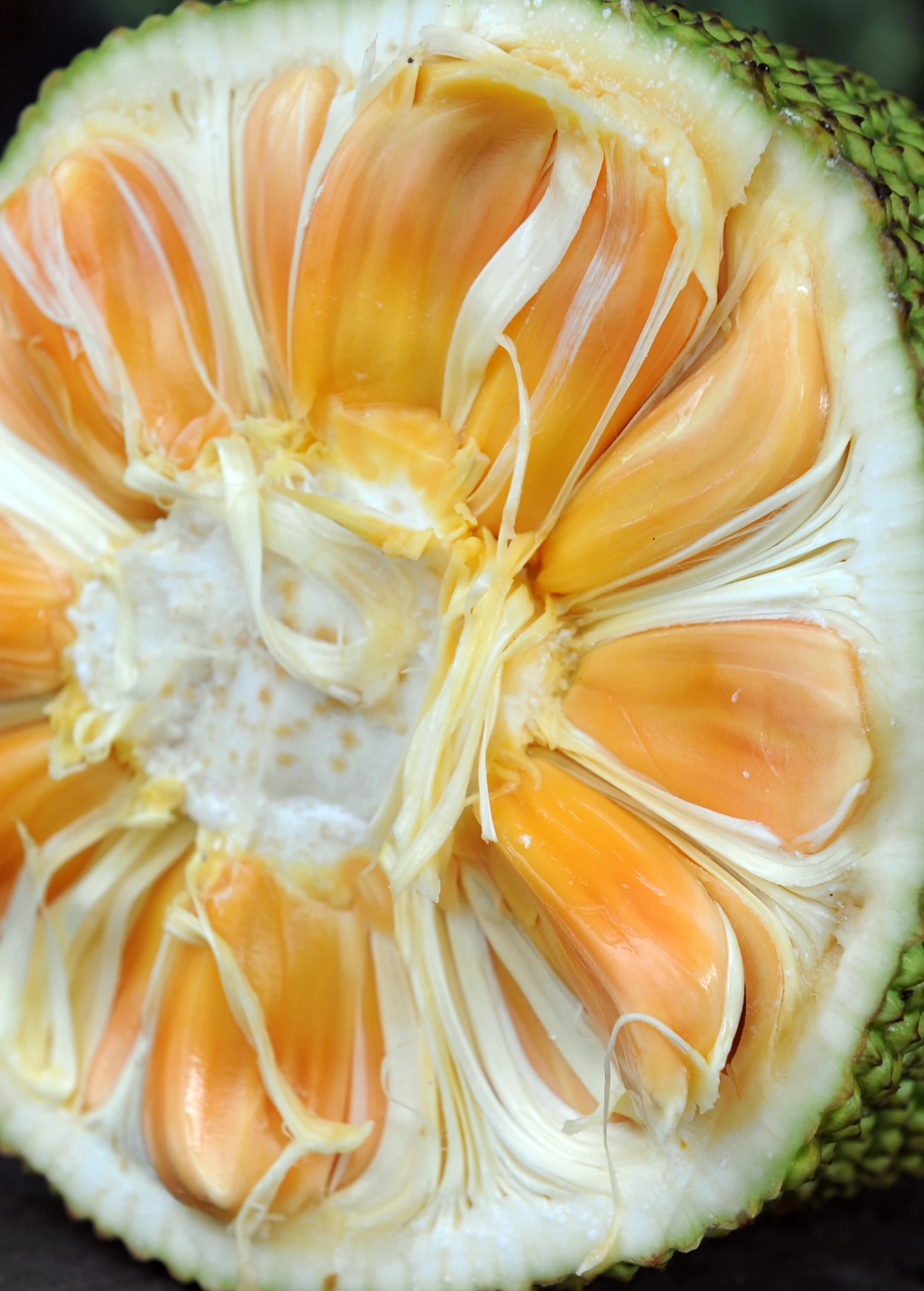 Jackfruit 'Crunchy' (Artocarpus Heterophyllus) 4 Jackfruit 'Crunchy' (Artocarpus Heterophyllus) - Image 2