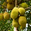 Jackfruit 'Crunchy' (Artocarpus Heterophyllus) -Plant related-Sow Exotic crunchjackfruitfruittreeliveplantforsalesowexotic 3