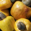 Cashew, Yellow (Anacardium Occidentale) 2 Cashew, Yellow (Anacardium Occidentale) -Plant related-Sow Exotic crunchjackfruitfruittreeliveplantforsalesowexotic 7