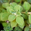 Cuban Oregano (Plectranthus Amboinicus) -Plant related-Sow Exotic cubanoreganoPlectranthusamboinicus 1