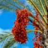 Date Palm (Phoenix Dactylifera) -Plant related-Sow Exotic date palm tree