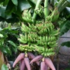 Banana Dwarf 'Double Mahoi' (Musa Acuminata) -Plant related-Sow Exotic doublemahoibanana