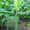 Banana 'Dwarf Orinoco' (Musa Acuminata) -Plant related-Sow Exotic dwarforinocobananaplantforsalesowexoticbanana
