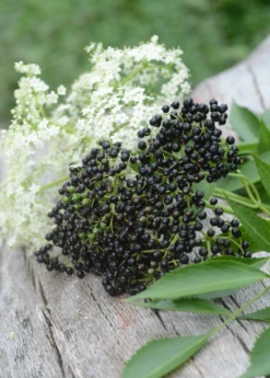 Elderberry, Florida Native (Sambucus Canadensis) -Plant related-Sow Exotic elberberry and elderflower