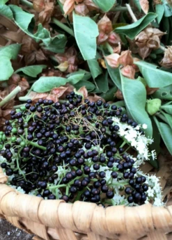 Elderberry, Florida Native (Sambucus Canadensis) -Plant related-Sow Exotic elberberry and elderflower with ashwaghanda