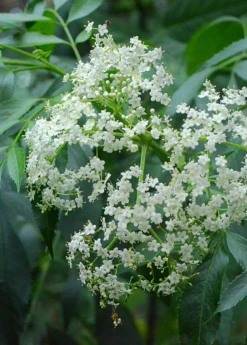 Elderberry, Florida Native (Sambucus Canadensis) -Plant related-Sow Exotic elderflower on theplant