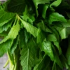 Epazote (Dysphania Ambrosioides) -Plant related-Sow Exotic epazoteplantforsalesowexoticnurseryharvestingtealeavescameliasinensis