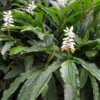 False Cardamom (Alpinia Mutica) -Plant related-Sow Exotic falsecardamomplantforsalesowexoticnurseryharvestingtealeavescameliasinensis 1