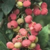 Blueberry 'Florida Rose' (Vaccinium Ashei) -Plant related-Sow Exotic floridaroseblueberryliveplantforsalesowexotic