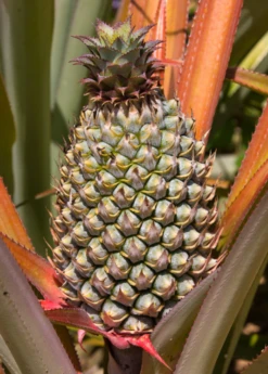 Pineapple 'Florida Special' (Ananas Comosus) -Plant related-Sow Exotic floridaspecialspinelesspineapplesowexotic 1