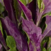 Okinawan Spinach (Gynura Crepioides) -Plant related-Sow Exotic fresh cut okinawan spinach