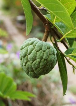 Sugar Apple 'Thai Lessard' (Annona Squamosa L) 7 Sugar Apple 'Thai Lessard' (Annona Squamosa L) -Plant related-Sow Exotic fresh green Sugar Apple fruit in nature garden 195d8472 7b7e 4d0a 976c 15b14aaced55