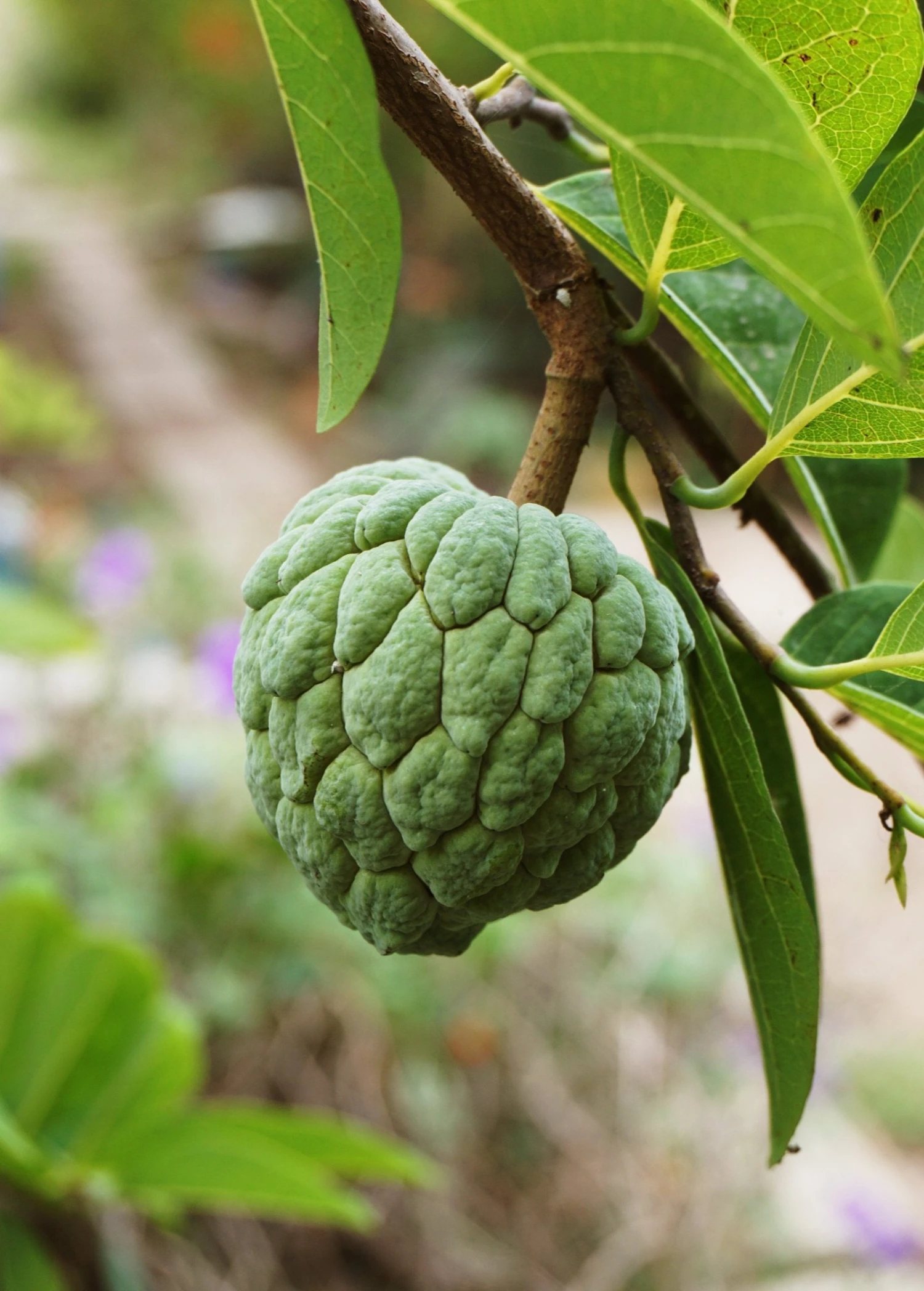 Sugar Apple 'Thai Lessard' (Annona Squamosa L) 5 Sugar Apple 'Thai Lessard' (Annona Squamosa L) - Image 3