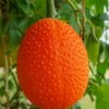 Gac (Momordica Cochinchinensis) -Plant related-Sow Exotic gac fruit super clsoe up