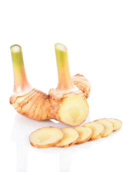 Greater Galangal (Alpinia Galanga) -Plant related-Sow Exotic galangal root cut