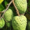 Atemoya 'Geffner' (Annona × Atemoya) -Plant related-Sow Exotic geffnerattemoyasowexoticlivegraftedfruitreeforsale