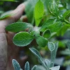 Greek Mountain Tea (Sideritis Scardica) -Plant related-Sow Exotic greek mountain tea in the nursery