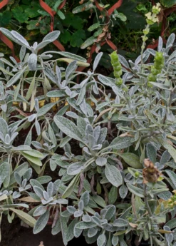 Greek Mountain Tea (Sideritis Scardica) -Plant related-Sow Exotic greek mountain tea shrub