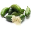 Green Finger Lime (Citrus Australasica) -Plant related-Sow Exotic greenfingerlimefruittreeliveplantforsalesowexotic 1