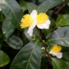 Green Tea (Camellia Sinensis) 2 Green Tea (Camellia Sinensis) -Plant related-Sow Exotic greenteaplantforsalesowexoticnurseryharvestingtealeavescameliasinensis