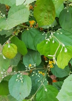 Sherbert Berry (Grewia Asiatica) -Plant related-Sow Exotic grewia asiatica plant