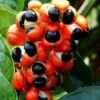 Guarana (Paullinia Cupana) 2 Guarana (Paullinia Cupana) -Plant related-Sow Exotic guaranaliveplantpaulliniacupanasowexotic