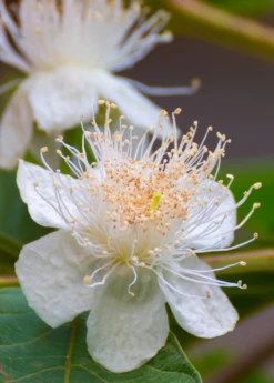 Guava, Wild Florida (Psidium Guajava) -Plant related-Sow Exotic guava flower portrait